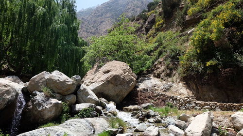 Rocks and trees in forest