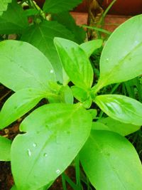 Close-up of leaves