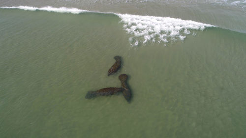 High angle view of turtle in sea