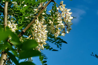 Low angle view of flowering plant against blue sky