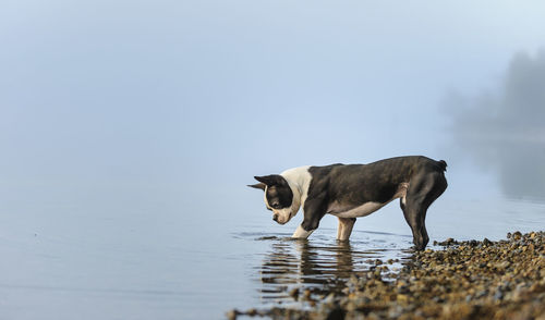 Boston terrier standing in lake during foggy weather