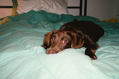 Close-up of dog lying on quilt