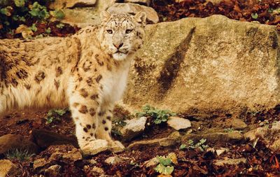 Cat relaxing on rock