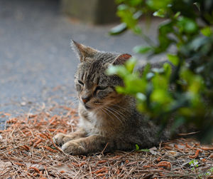 Close-up of cat on field