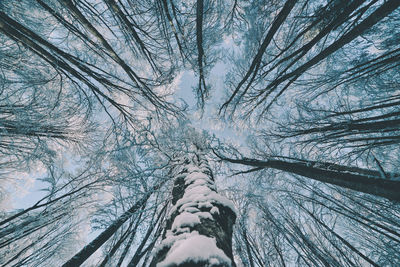 Low angle view of trees in forest