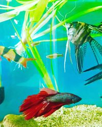 Close-up of fish swimming in aquarium