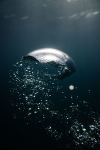 High angle view of jellyfish swimming in sea