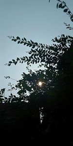 Low angle view of silhouette birds flying against sky