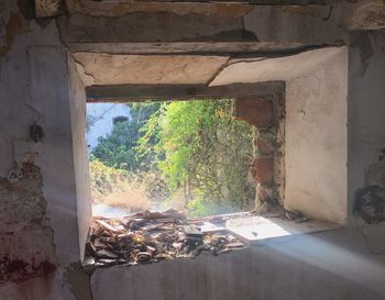 Trees and plants seen through window of old building