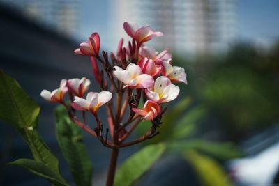 Close-up of pink flowers blooming outdoors