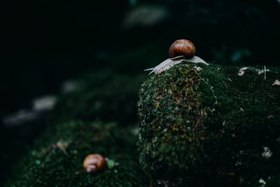 Close-up of snail on rock