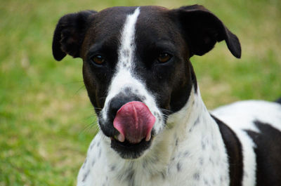 Close-up portrait of black dog