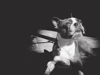 Close-up of dog