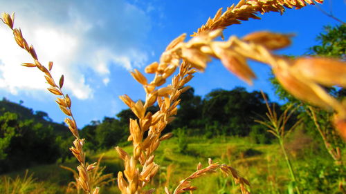 Close-up of plants growing on field