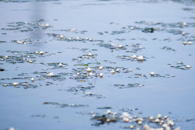 Close-up of flowers floating on lake