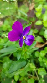 Close-up of purple flowering plant