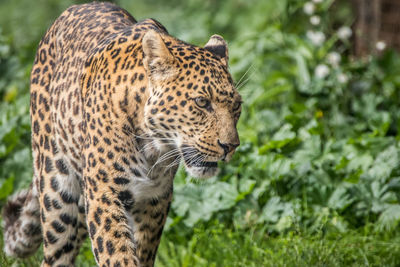 Close-up of a cat looking away