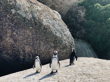 Rear view of people walking on rock