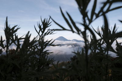 Plants growing on land against sky