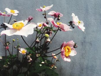 Close-up of white flowers