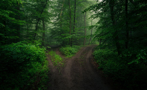 Dirt road amidst trees in forest