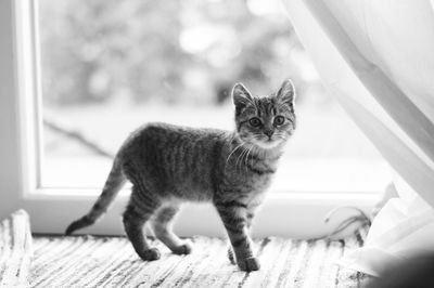 Close-up portrait of cat