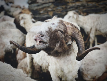 Close-up of a sheep