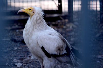 Close-up of a bird