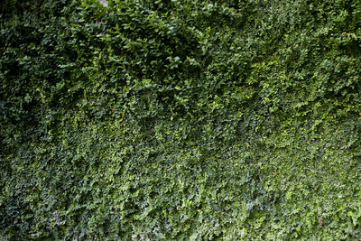 Full frame shot of moss covered tree trunk