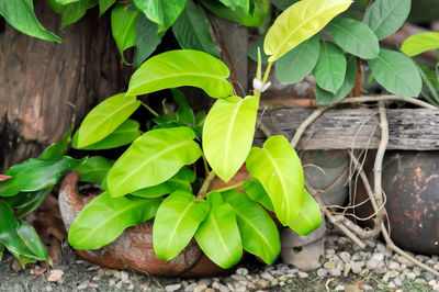 High angle view of leaves on field