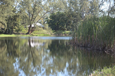 Reflection of trees in lake