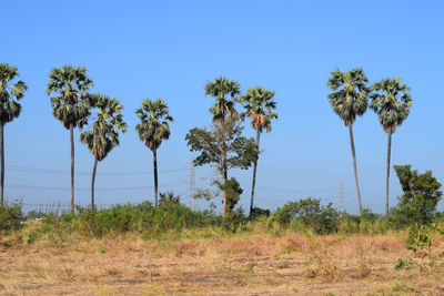 Palm trees on field against clear blue sky