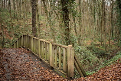 Footpath amidst trees in forest during autumn