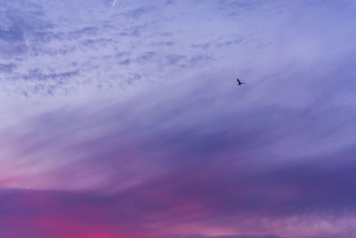 Low angle view of birds flying in sky