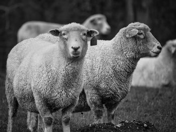 Portrait of sheep standing on field