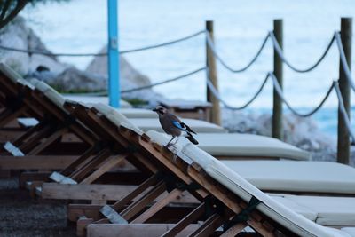 Bird perching on lounge chair at beach