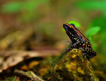 Central peninsular frog pulchrana centropeninsularis on a rock