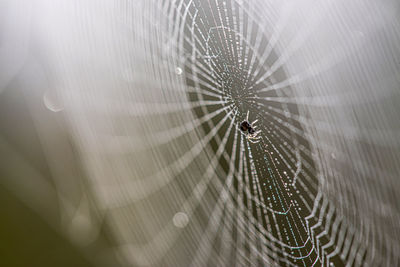 Close-up of spider and web