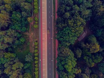 Road amidst trees in forest