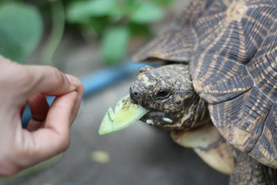 Close-up of man holding food