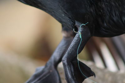 Close-up of a injured sea bird