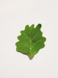 Close-up of leaf over white background