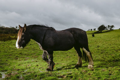 Horses on a field