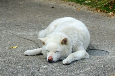 High angle view of dog relaxing outdoors