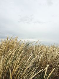 Crops growing on field against sky