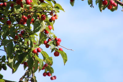 Low angle view of berries growing on tree against sky