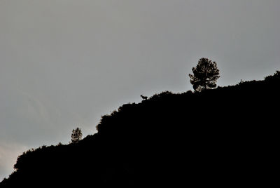 Low angle view of silhouette tree against sky
