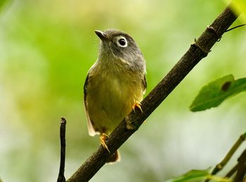 Close-up of bird perching on branch