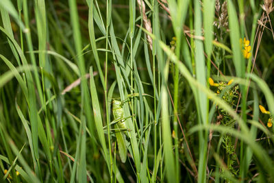 Close-up of crops growing on field