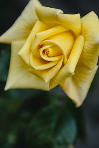 Close-up of yellow rose